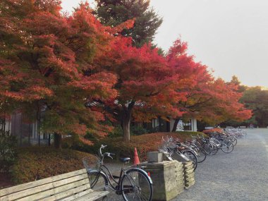 Japonya 'daki parkta kırmızı, turuncu, yeşil yapraklı akçaağaç. Bisikletler ağaçların altına park ediyor.