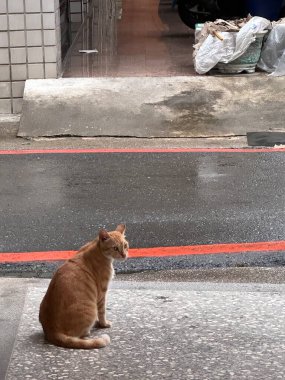 Kedi kaldırımda oturuyor ve bir şeyler bekliyor.