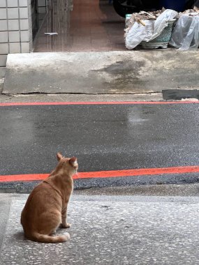 Kedi kaldırımda oturuyor ve bir şeyler bekliyor.