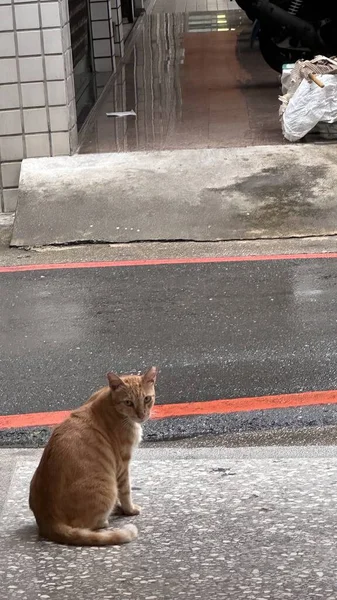 Katze Sitzt Auf Dem Bürgersteig Und Freut Sich Auf Etwas — Stockfoto