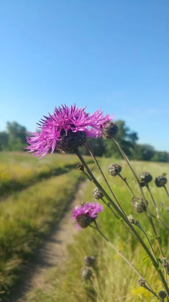 Köy yolunun kenarındaki daha büyük knapweed (Centaurea scabiosa)