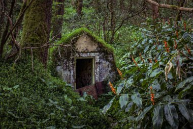 Eski küçük ev, sığınak, ormanda, yosunlarla kaplı, ağaçlar, bitkiler ve çiçeklerle çevrili.