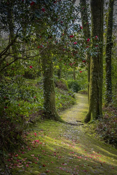 美丽的佩纳自然公园小径 辛特拉 童话般的绿林 地上的花瓣 — 图库照片
