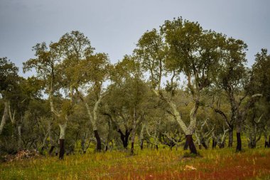 Mantar meşesi fidanlığı, Quercus suber, Almendres, Portekiz 'deki megalitik alanın yanında.