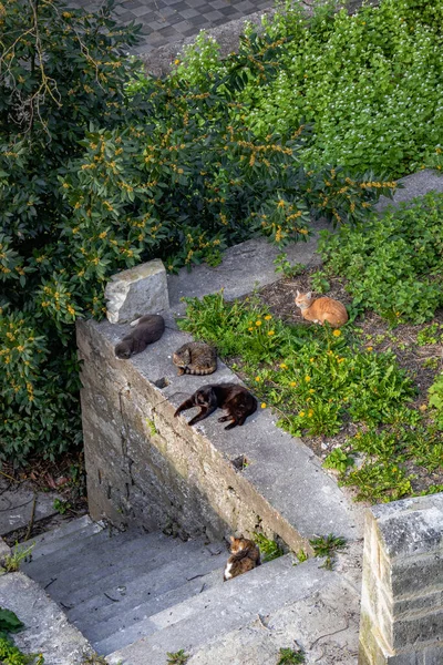 Group Five Different Cats Stone Wall Enjoying Sunny Day Angouleme — Stock Photo, Image