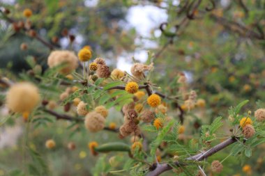 Sweet Acacia, Needle Bush 'un yakın çekimi - İspanya' da Vachellia farnesiana, Aralık