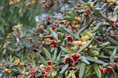 Pittosporum tobira namı diğer Avustralya defne ağacı veya Japon peyniri, kırmızı meyveli olgun tohumlar, Aralık ayında İspanya 'da