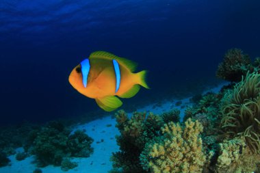Şirin palyaçolar evlerinin yakınındaki resifin üzerinde yüzerler..