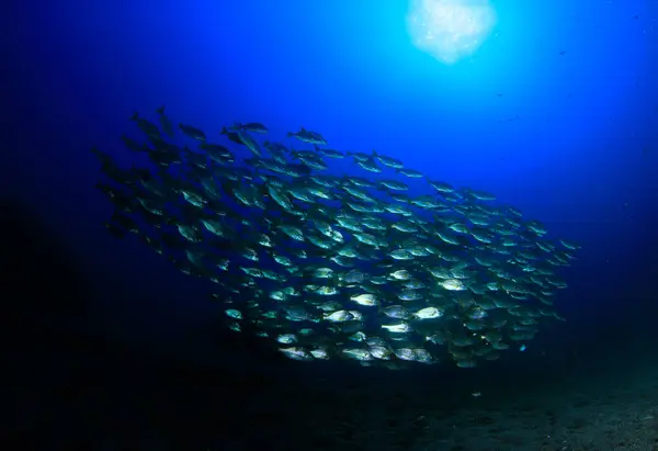 Ball of silver fish swim together in the middle of the sea under the sun.