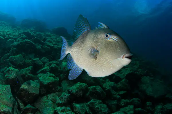 Tetikleyici balıklar arka planda mavi denizle kayalık resiflerin üzerinde yüzerler..