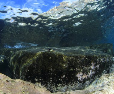 Küçük balıklar ilginç bir şekilde kıyıya yakın büyük bir kayaya bakarlar..