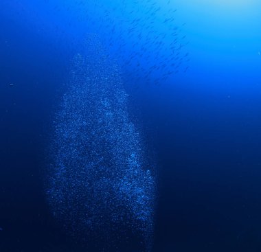 Bir baloncuk sütunu deniz tabanında yüzeye çıkıyor..