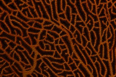 Siyah arka planı olan yumuşak mercanların ayrıntıları.