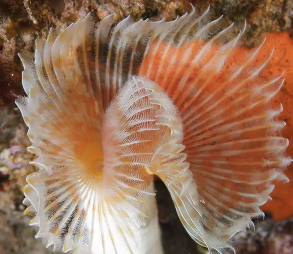 Beyaz ve turuncu renkli deniz canlıları tüylerini gösteriyor..
