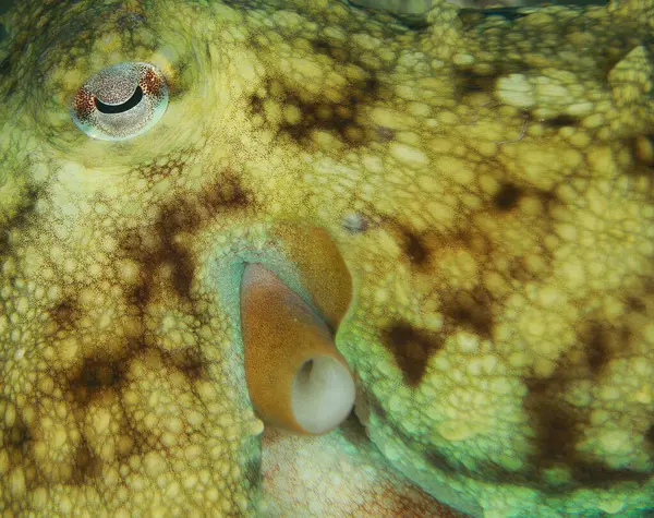 stock image Close-up of part of the head and eye of an octopus at sea.