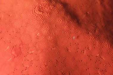 Kızıl deniz süngerinin ayrıntıları