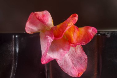 Sandalyedeki kırmızı yapay çiçek..