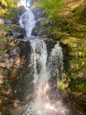 Su, ormandaki bu güzel su pınarına dökülüyor..