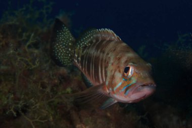 The dark-hued fish moves silently in its seafloor habitat. clipart