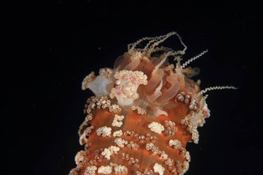 Deniz akıntısında renkli çnidaryan