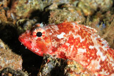 Kırmızı ve beyaz tonlara sahip bir akrep balığı deniz ortamındaki evinin önünde sakince poz verir..