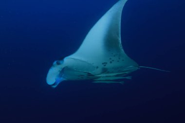Okyanus manta vatozu mavi okyanusun üzerinde uçuyor..
