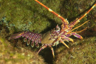 Mor bir ıstakoz yiyecek aramak için resifte gezinir..