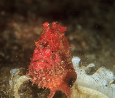 Deniz ortamlarında kızıl kurbağa balığı, kayalık kumlu zeminde, yosunlarla çevrili.