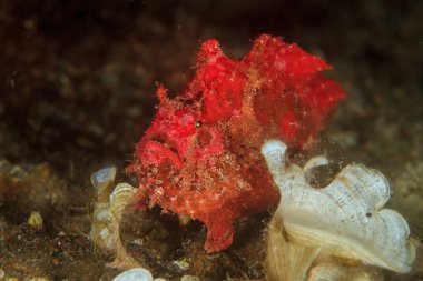 Deniz ortamlarında kızıl kurbağa balığı, kayalık kumlu zeminde, yosunlarla çevrili.