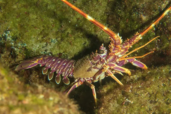 Mor bir ıstakoz yiyecek aramak için resifte gezinir..