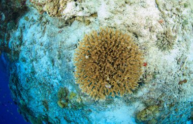 Beyaz kumdaki sert mercanın üst görüntüsü..