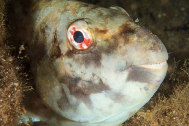 Erkek bir papağan balığının kafalarının yakın çekimi..