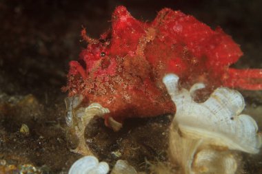 Deniz habitatında kırmızı bir kurbağa balığı kumlu kayalık dipte, alglerle çevrili..