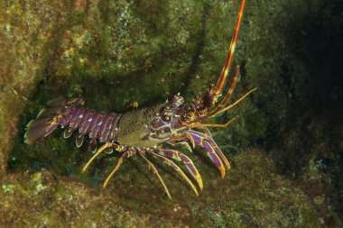 Deniz gecesinde bir ıstakoz sığınağından çıkar..