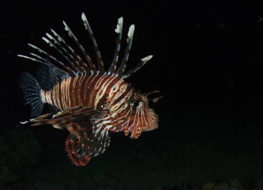 Zehirli aslan balığı gece avlanmak için ortaya çıkar.