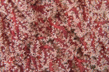 Kırmızı bir gorgonlunun yakın çekimi.