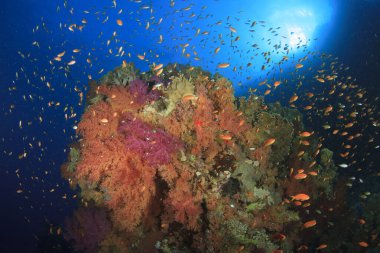 Deniz canlılarıyla dolu muhteşem mercan resifleri..
