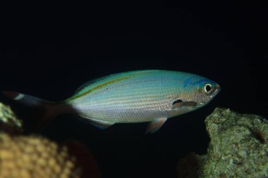 Gümüş bir balık geceleri resif boyunca sessizce hareket eder..