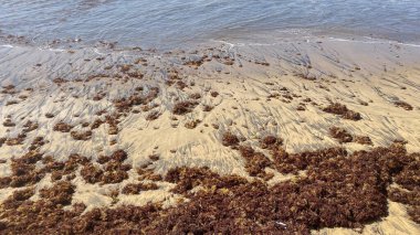 Deniz akıntıları Atlantik kıyısına yosun taşır..