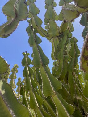 Güneşli bir günde kaktüs dikenlerine yakın çekim