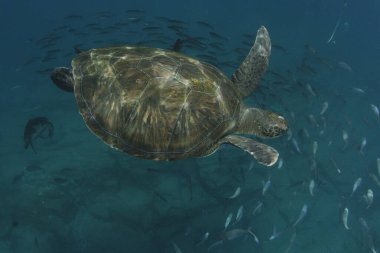 Bir kaplumbağa, çok sayıda balıkla çevrili deniz habitatında gezinir..