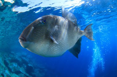 Tetikleyici balıklar, açık bir günde, yüzeye yakın bir yerde bizi merakla izler..