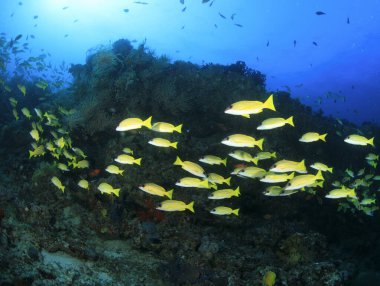 Bir grup tatlı dudak Hint Okyanusu 'ndaki resifin etrafında yüzüyor..