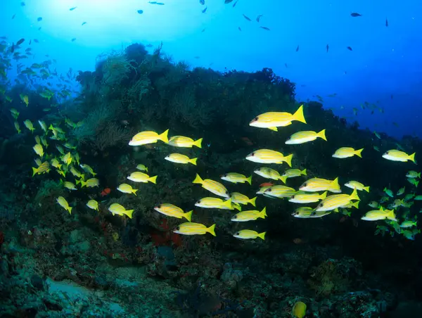 Bir grup tatlı dudak Hint Okyanusu 'ndaki resifin etrafında yüzüyor..