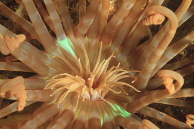 Deniz habitatında yoğun turuncu-sarı renkte amnemon..