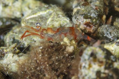 Kırmızı tonları ve kabarık gözleri olan şeffaf bir karides, deniz ortamında yürür..