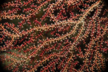 Polipleriyle dallanan kırmızı, yumuşak bir mercanın yakın çekimi..