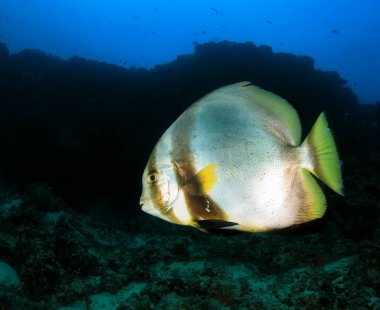 Bir yarasa balığı deniz ortamında huzur içinde dolaşır..