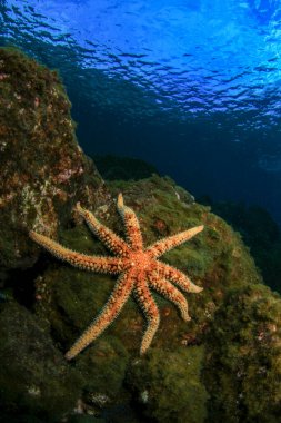 Kayalık deniz tabanında sekiz kollu denizyıldızı.