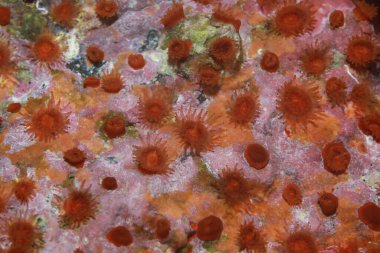 Deniz tabanındaki bir resif taşında polipleri olan küçük kırmızı şakayık kolonileri..